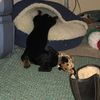 askmeaboutmywiener.dog