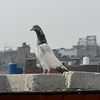 pigeonslover00
