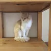 catpalestineemoji
