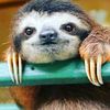 turbosloth66