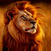 mustapha_muhamad