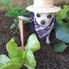 Marianillo