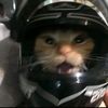siapaaaa181