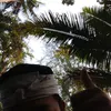 supariana_