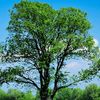 tall_trees.com