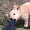 bengqtqueng