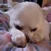 lovinglittledogs