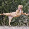 pitbull10249