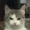 kamik32