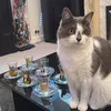 sandy_cat4