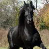 zrayabde