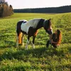 happy_und_ich
