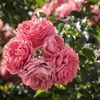 a.alotaibi99