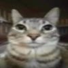 calico2k