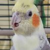 lamington