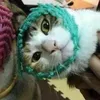 Rai cúc kơ