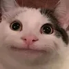 31441292425