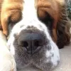 sandraedmondsonbooboo9
