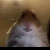 gherhard_topi