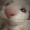 chucklenutz35