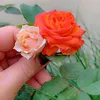 mehraban_hawlery