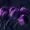 nikhilenet