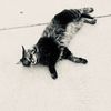 kiiiucat