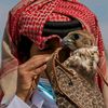 arbysalah6