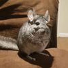 chinchilla_sm