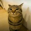 _orbt