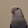 tweety_l