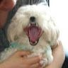 mydogbebe