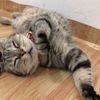 mycat811