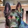 blakcdog3919
