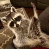 raccoon_e4