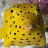 thefishtorulethemall