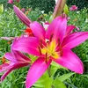 lori_4974