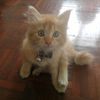 zelacat