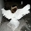 ansa_ccc