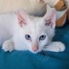 jesiecat7