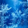 darkfrozen