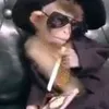 macaquit0