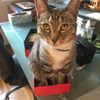 thecatinabox