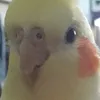 jjavi_5