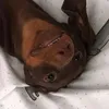 daisytheminisausage