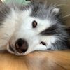 luna_malamute