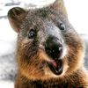 flyingquokka