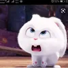 hanhshachi1
