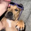 zoey