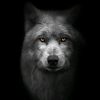 lonelywolf1291